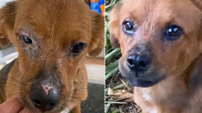 S.O.S Kiko contra a Leishmaniose ‼️