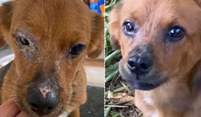 S.O.S Kiko contra a Leishmaniose ‼️