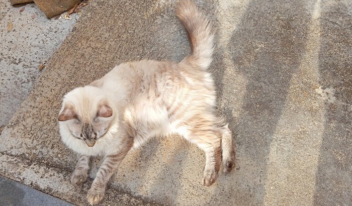 Ajuda para pagar tratamento da minha gata