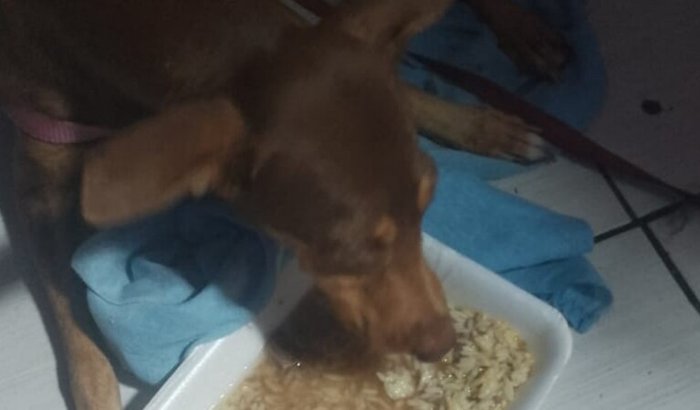 Marrom 