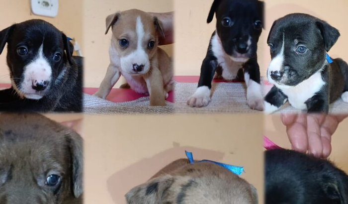 🐾 Ajude a transformar vidas de 7 filhotes e uma mãe SOS 🐾