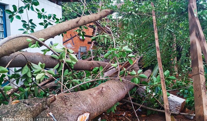 Cortar árvore de risco e reparar danos
