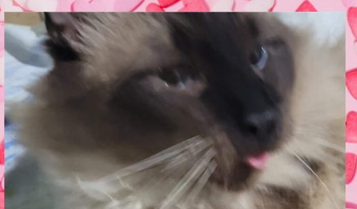 Ajude a pagar a cirurgia do gatinho Eros Lero