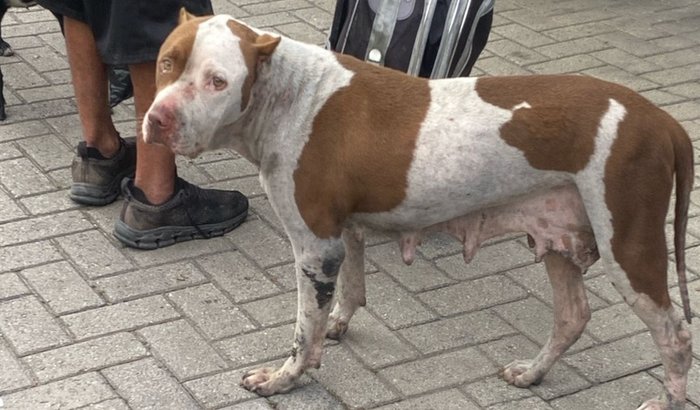 Castração pitbull em situação de rua 