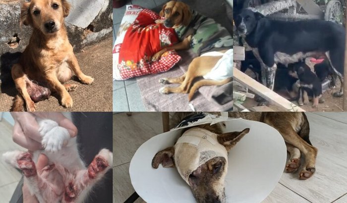 Criação da Associação de Proteção Animal em Entre Rios de Minas