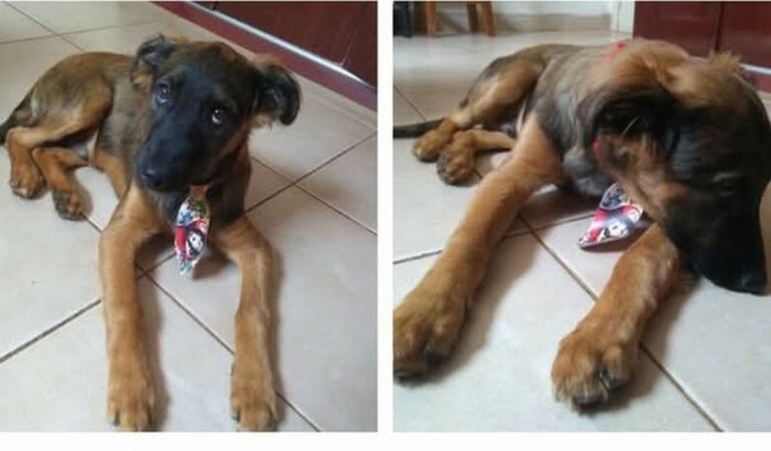 Ajudar um cachorro que precisa de cuidados 