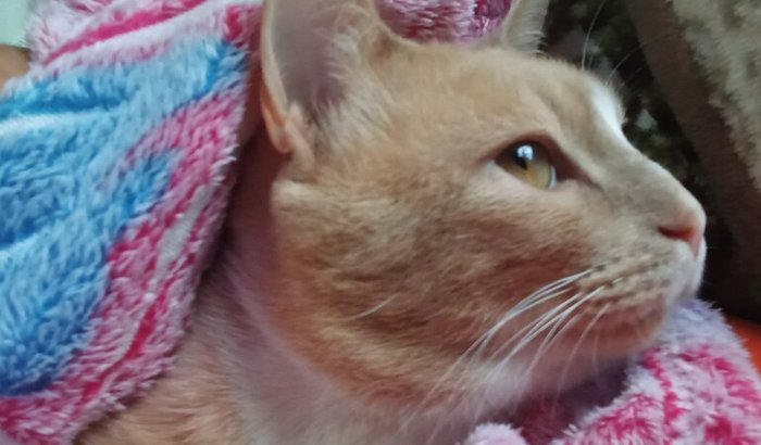 Minhas patas 🐾 sentido novamente o chão 
