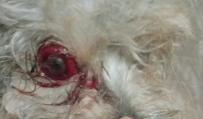 Cirurgia da minha cachorrinha