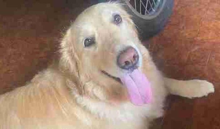 🐕🐕🐕🐕 MacKenna 