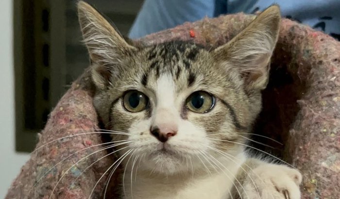 Ajude-nos a salvar a Kiki