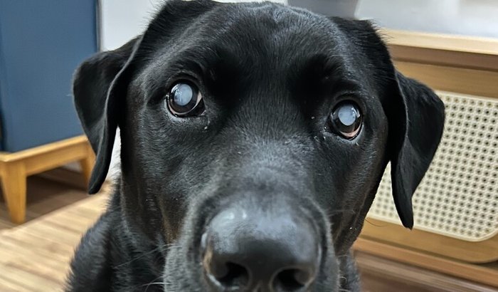 Bento quer ver o mundo de novo 💙