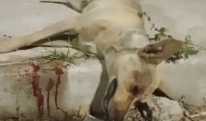 Ajuda para o cãozinho "STREET".