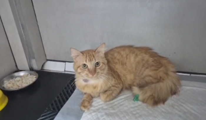 Veterinário do gatinho Moah