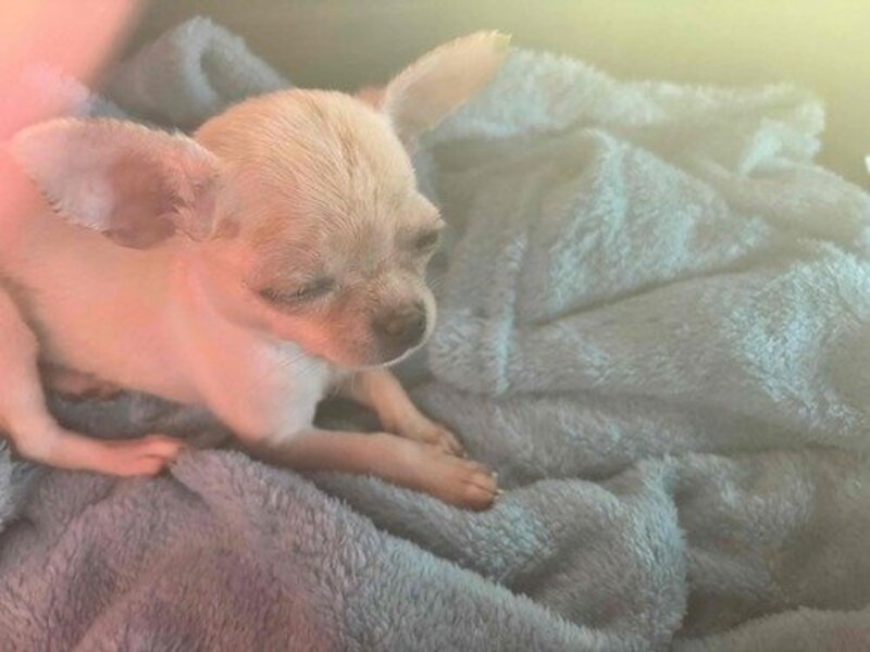 imagem da vaquinha Polly