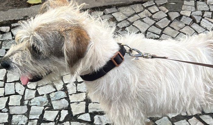 Ajuda cão abandonado