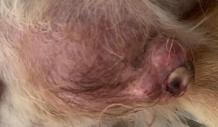 Retirada de tumor/baço Melissa