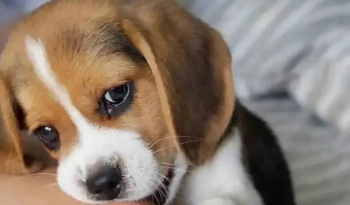 Ajude-me a pegar o bode