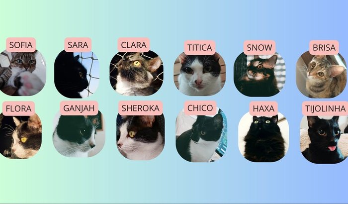 Ajuda com meus 12 gatos e dívidas acumuladas.