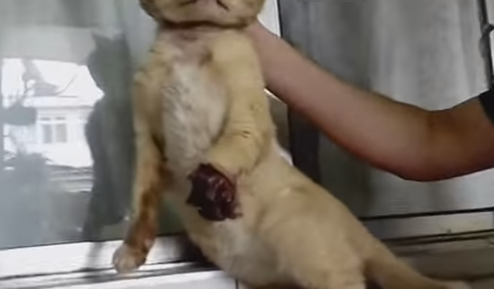 Colaborem com cirurgia para salvar o gato amarelo