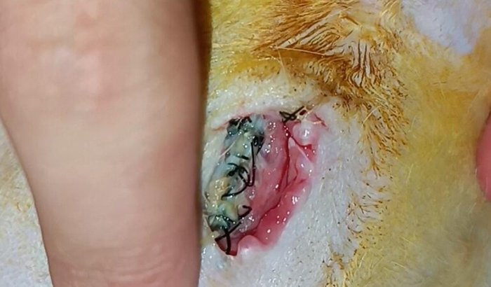 SOS Pontinhos da Angel (recuperação mal sucedida)