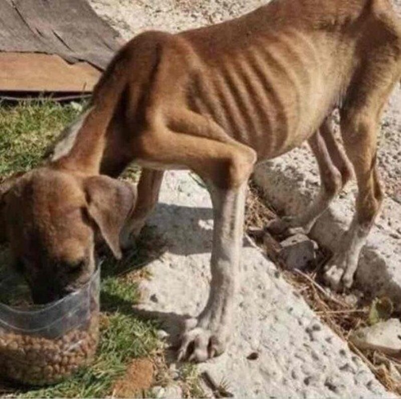 imagem da vaquinha Ajuda para o nosso abrigo de animais 
