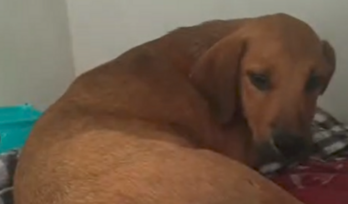 VOCÊ PODE AJUDAR A REBECA?