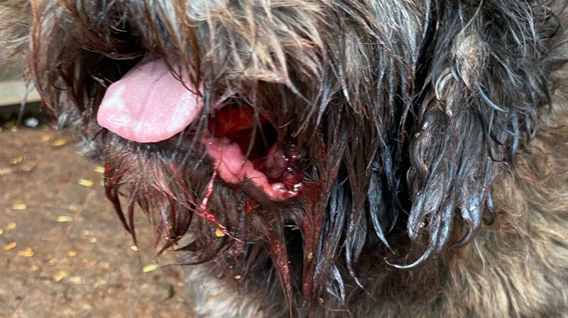 Ajude no tratamento do Nick.