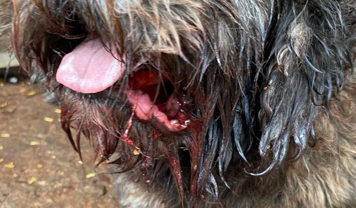 Ajude no tratamento do Nick.