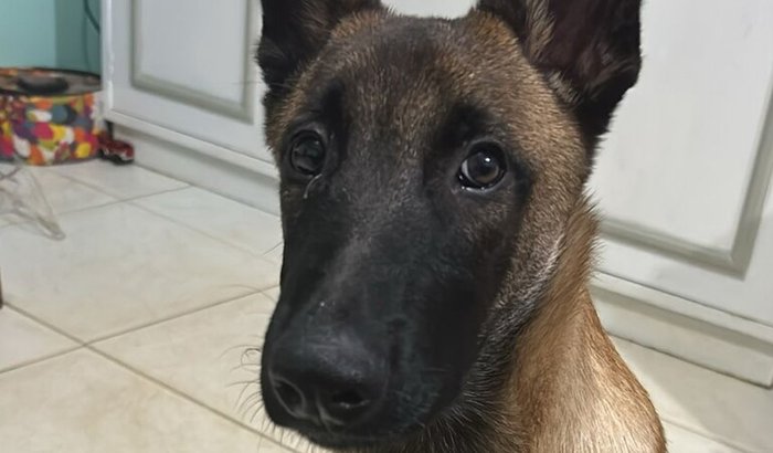 NOS AJUDE A SALVAR O BARUK