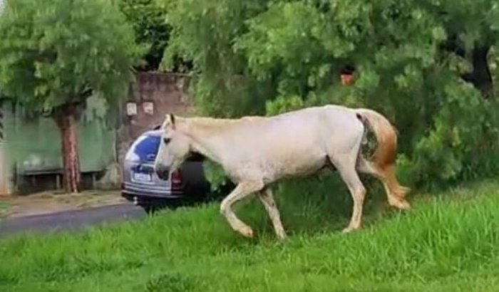 Ajuda Cavalo abandonado