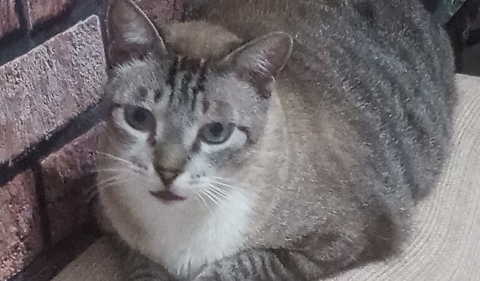 Ajude a pagar o tratamento para meu gato