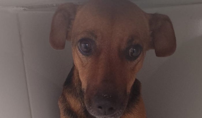 Ajude a Pandora voltar a andar. Contribua para que ela faça sua cirurgia.