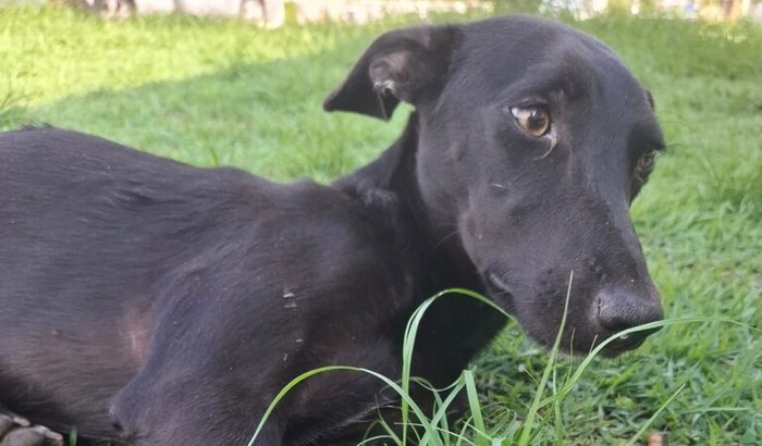 Ajude a Cuidar da Cacau 🐾💔