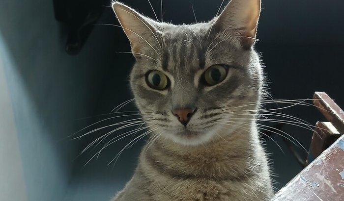  AJUDEM A SALVAR NOSSO SHAMPOOZINHO <3 