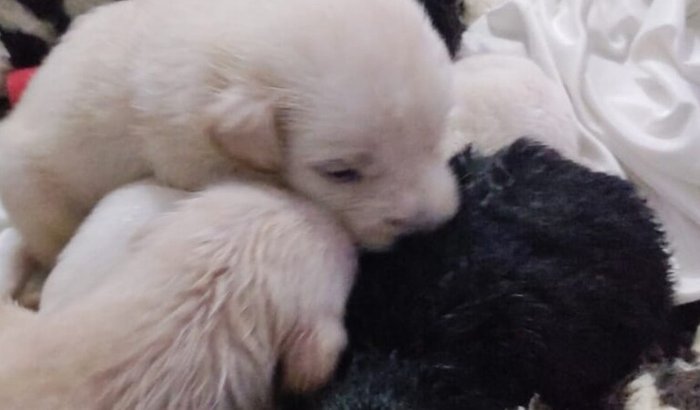ajuda para comprar o leite dos bebes 