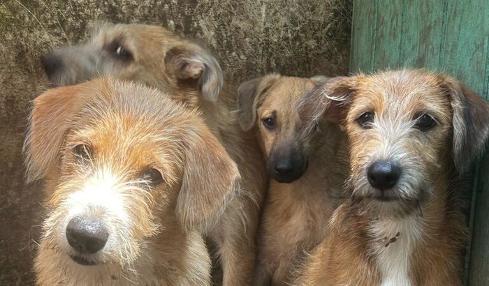 🆘 SOS Animais Resgatados . 🐾