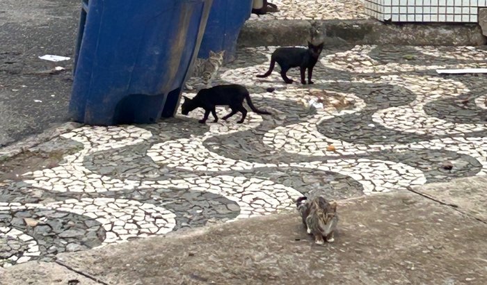 Castração de Gatos de rua