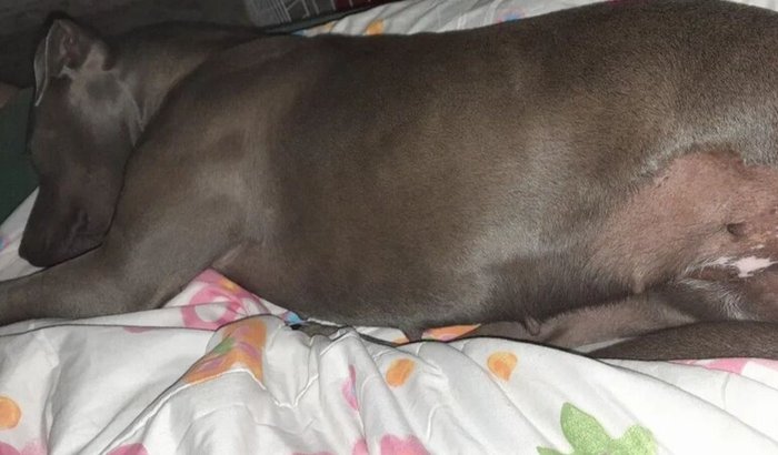 AJUDA PARA QUITAR A CIRURGIA DA MINHA FILHA PET SAORI