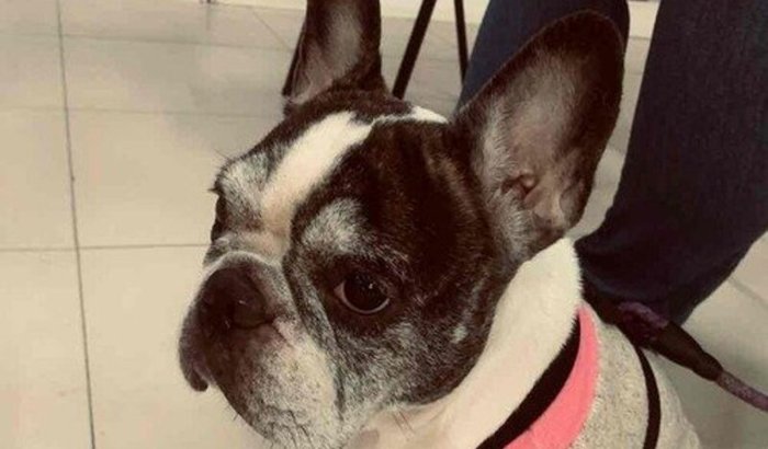 Ajude na cirurgia da Pandora