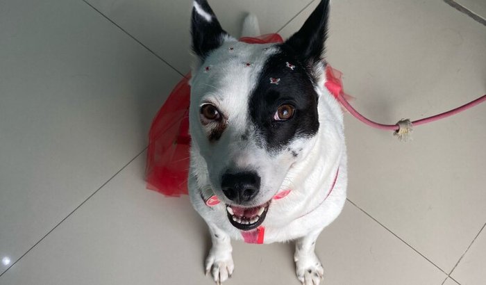 cirurgia de câncer da Pitty