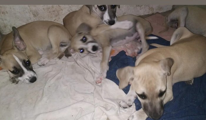 Lar dos anjos RN, abrigo pra animais de rua.