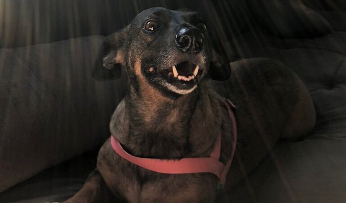 Ajude a Vilma a retirar o câncer