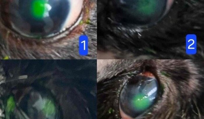 AJUDE O SCOOT A CURAR SUA VISÃO