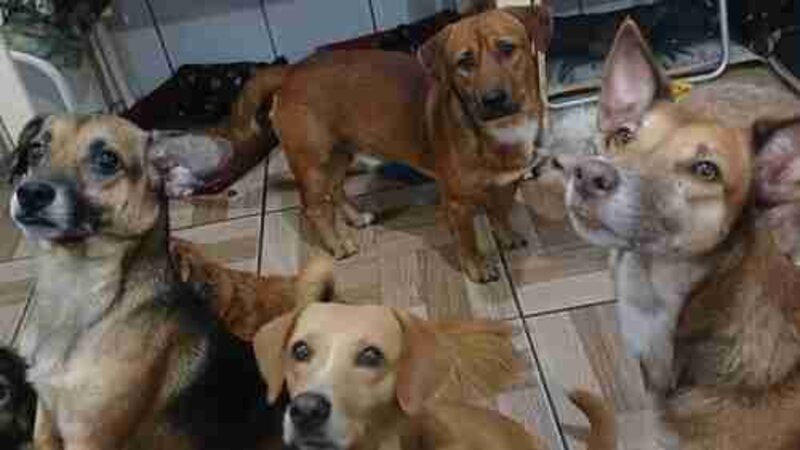 imagem da vaquinha Ajude os 58 animais do abrigo 