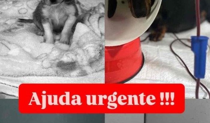 Salvem o projeto !!