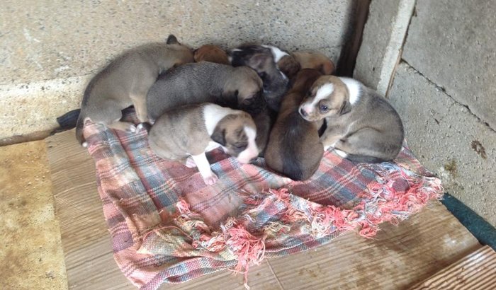 Ajuda aos animais de rua de Piedade de Caratinga - MG