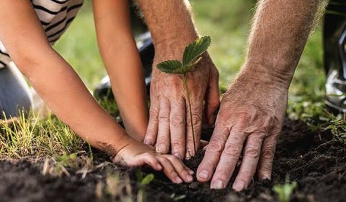 Ajude a plantar uma árvore 