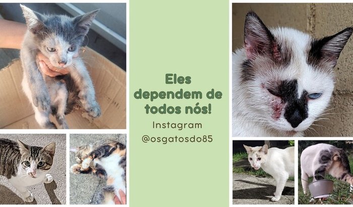 Ajude uma Colônia de Gatos abandonados