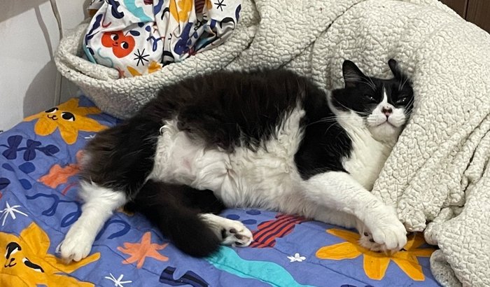 Ajuda para o Senhor Miyagi