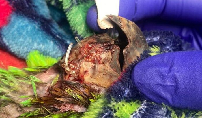 Prótese da Papagaia Jade